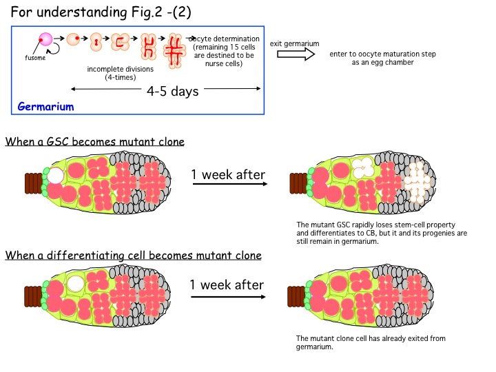 sfig3